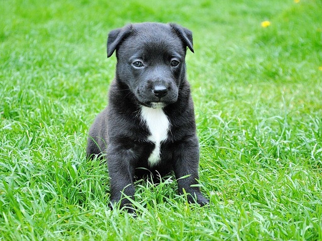 Dog black puppy